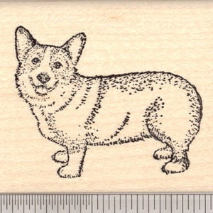 May include: A black and white line drawing of a corgi dog standing on all four legs. The dog is looking to the left of the image.