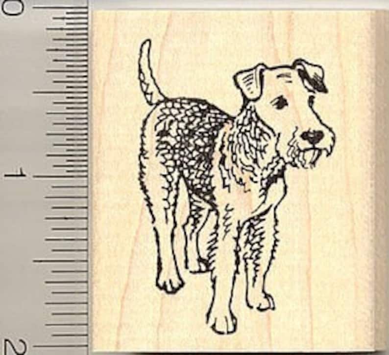 May include: A black and white line drawing of a wirehaired fox terrier standing on a white background.