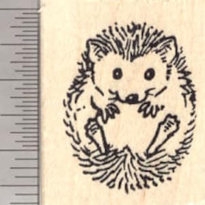 May include: A black and white line drawing of a hedgehog curled up in a ball. The hedgehog has a small, pointed nose, large eyes, and short legs.