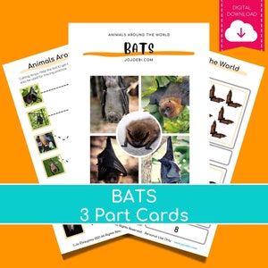 Montessori Części Nietoperza 3 Części Karty PDF | edukacja PDF, edukacyjne wydruki, Montessori trzy części karty, Nietoperze, badanie nietoperzy, karty nietoperzy