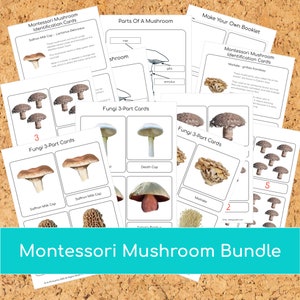 Lot de champignons montessori
