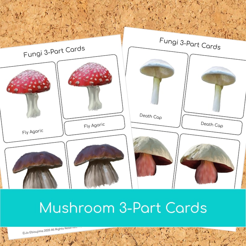 Montessori Mushroom 3 part cards image 3