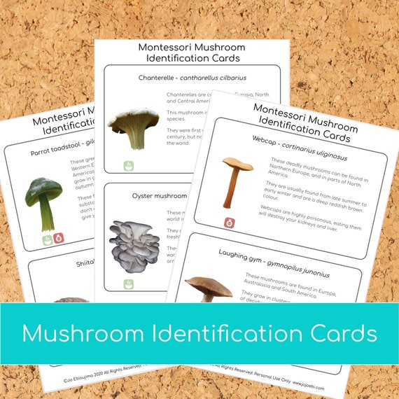 Identification: - Mushroom in bathroom - please help identify