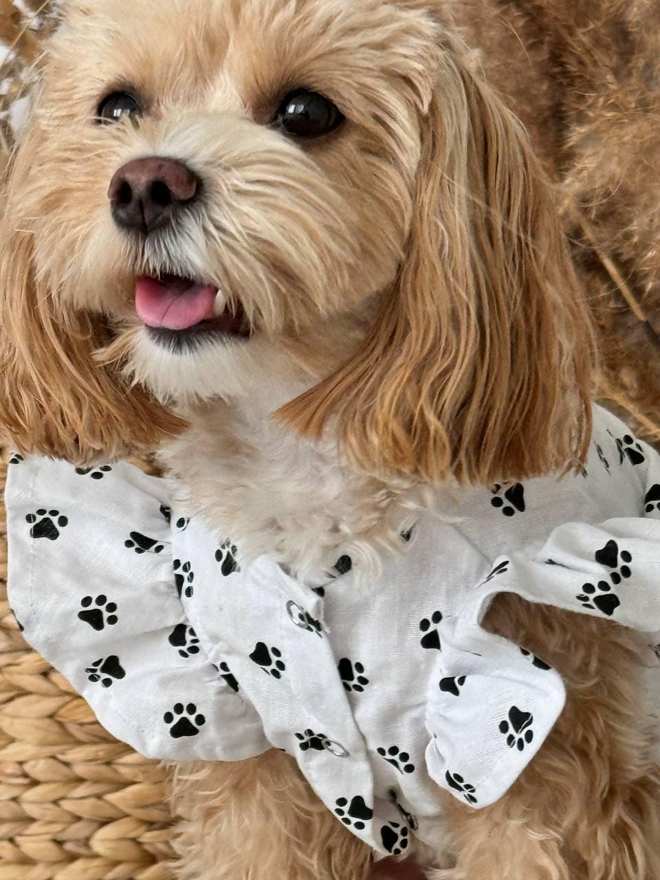 cute puppy dress Small Dog Girls Floral Puppy Pet Princess Bowknot Dress Cute Doggie Size L