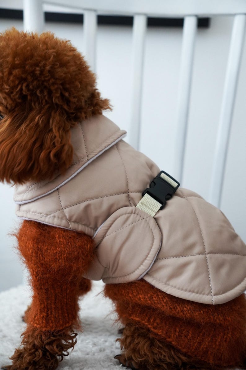 May include: A tan quilted dog jacket with a black buckle closure and a cream-colored strap. The dog is wearing a rust-colored sweater. The dog is sitting on a white chair.