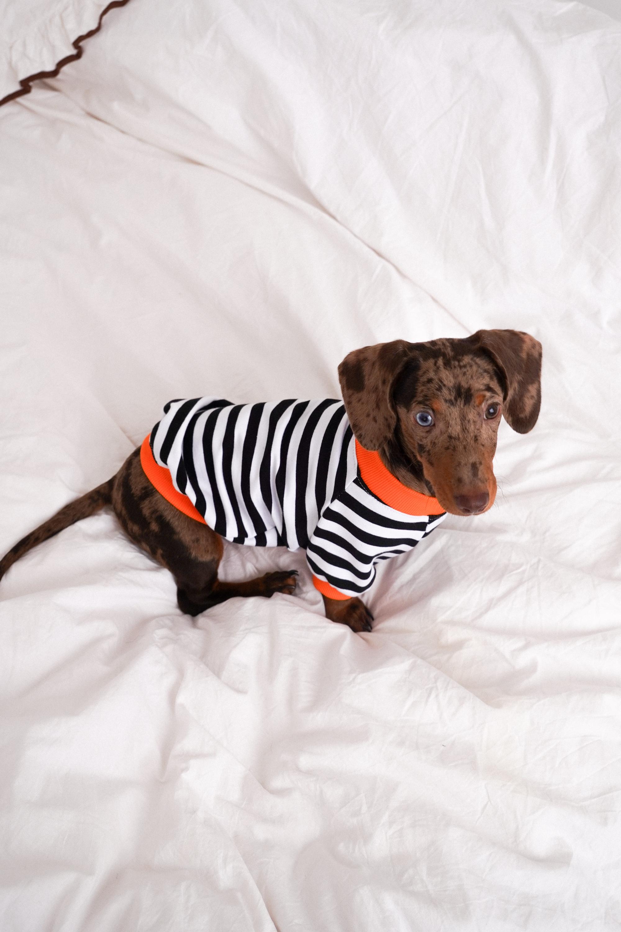 Dachshund Cotton Dog Sweater, Lightweight Sausage Dog Clothes, Breathable Spring Dachshund Outfit, Organic Cotton Wiener Dog Sweater