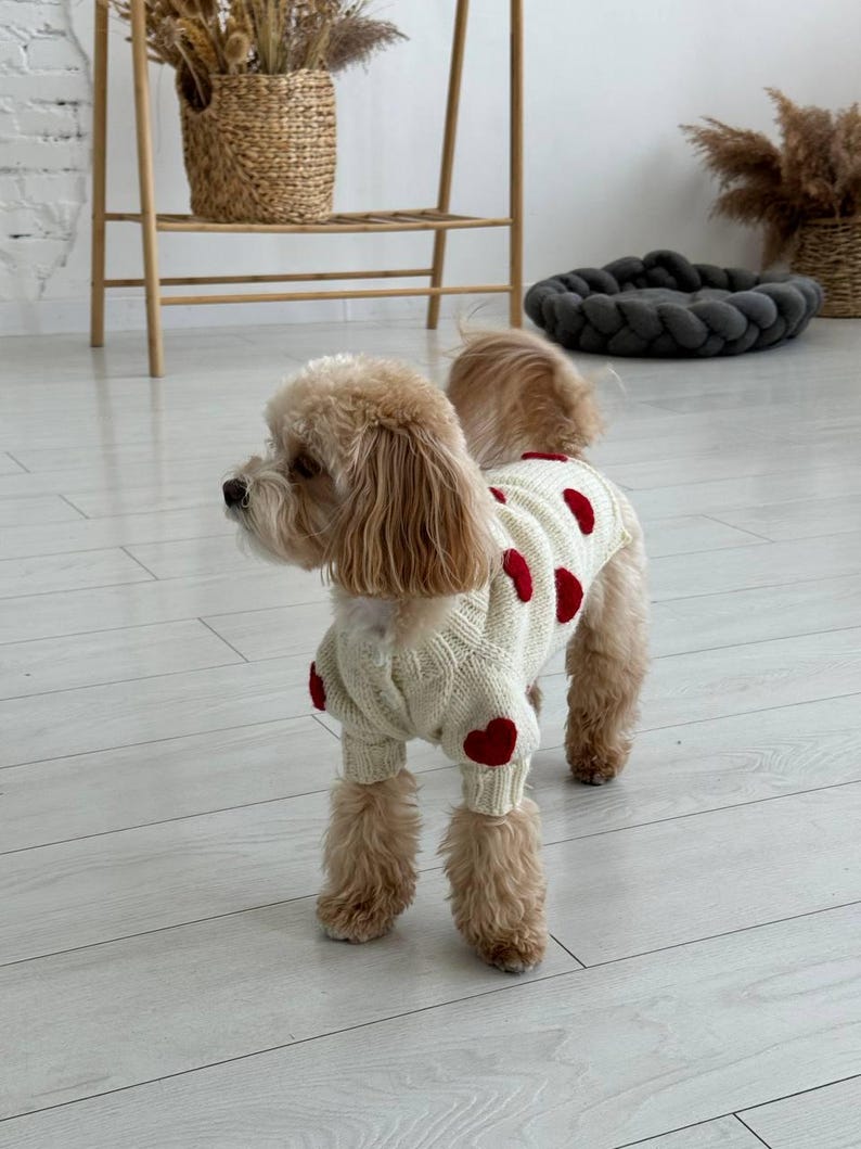 May include: A small, fluffy dog wearing a cream-colored sweater adorned with red heart-shaped appliques. The dog is standing on a light-colored wooden floor. The sweater covers the dog's torso and legs, creating a cozy and stylish look.