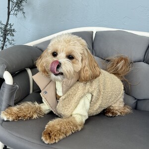 Puede incluir: Un perro peque&ntilde;o, de color marr&oacute;n claro, que lleva un chaleco beige y un su&eacute;ter color crema. El perro est&aacute; sentado en una silla gris con un coj&iacute;n gris, con la lengua fuera. El pelaje del perro es esponjoso y rizado.