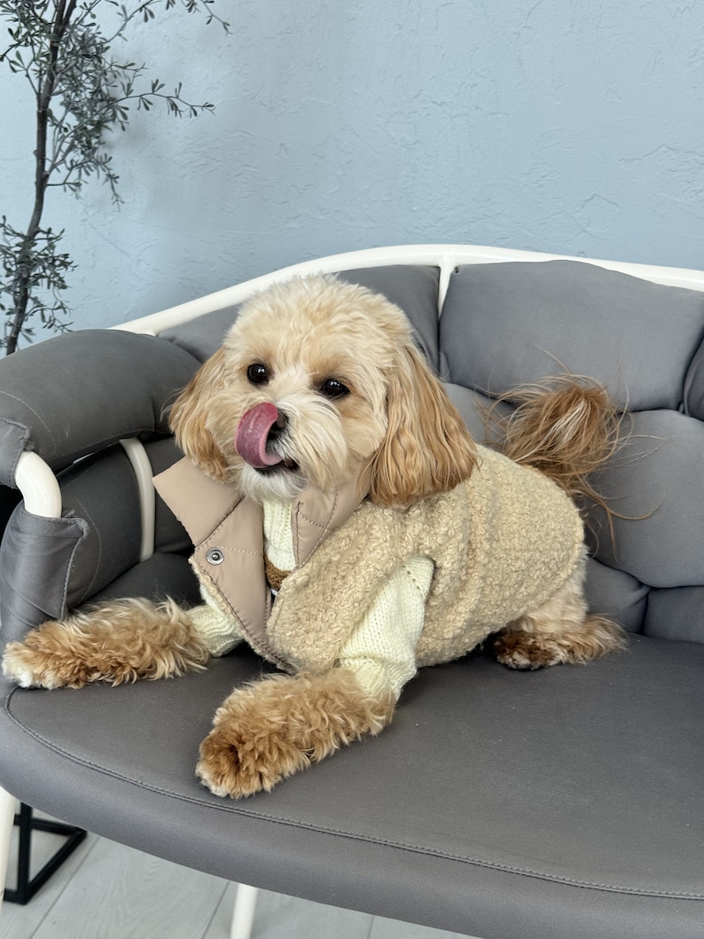 Puede incluir: Un perro peque&ntilde;o, de color marr&oacute;n claro, que lleva un chaleco beige y un su&eacute;ter color crema. El perro est&aacute; sentado en una silla gris con un coj&iacute;n gris, con la lengua fuera. El pelaje del perro es esponjoso y rizado.