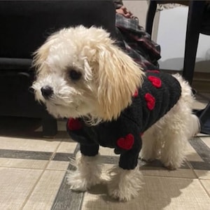 May include: A small, fluffy white dog wearing a black sweater adorned with red hearts. The dog has light brown fur around its face and is standing on a tiled floor. The sweater covers the dog's body, with the heart pattern visible.