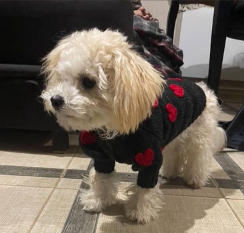 May include: A small, fluffy white dog wearing a black sweater adorned with red hearts. The dog has light brown fur around its face and is standing on a tiled floor. The sweater covers the dog's body, with the heart pattern visible.