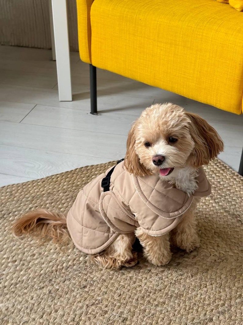 May include: A small, light brown dog wearing a tan quilted coat with a black harness. The dog is sitting on a woven mat, with a yellow chair in the background. The coat has a diamond pattern.