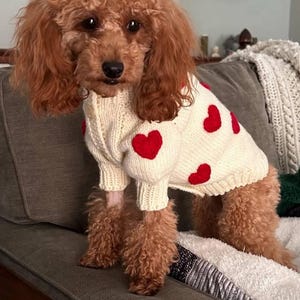May include: A brown poodle wearing a cream-colored sweater adorned with red hearts. The dog is sitting on a gray couch, with a cozy blanket visible. The sweater has a ribbed texture and long sleeves, perfect for pet apparel.