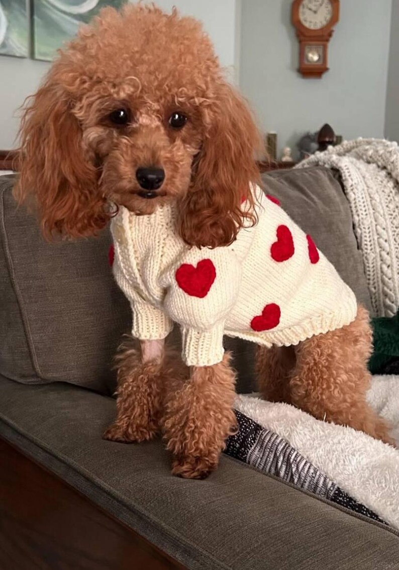 May include: A brown poodle wearing a cream-colored sweater adorned with red hearts. The dog is sitting on a gray couch, with a cozy blanket visible. The sweater has a ribbed texture and long sleeves, perfect for pet apparel.
