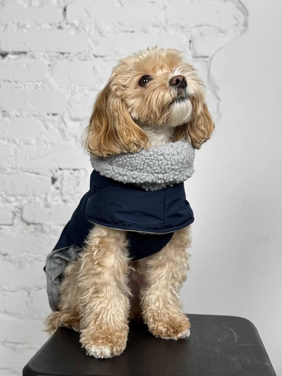 Fleece Coat Straight Coat Cavoodle Fleece Coat Cavoodle Straight