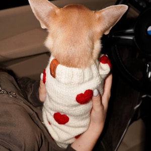 May include: A small tan dog wearing a cream-colored sweater with red heart accents. The dog is being held in a person's arms, with the steering wheel of a car visible in the background.