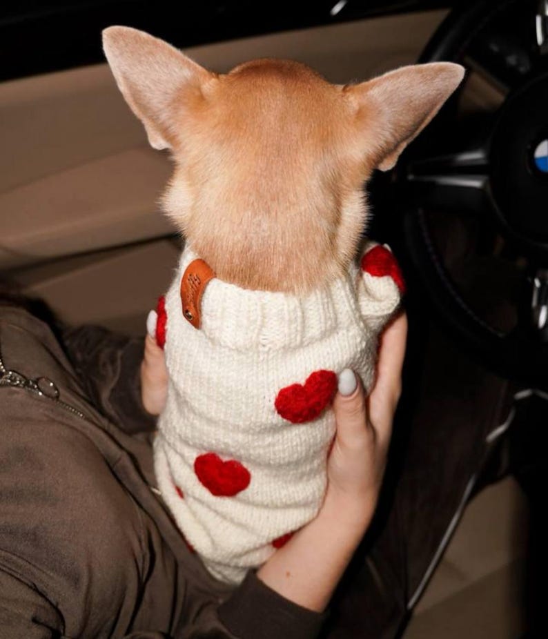 May include: A small tan dog wearing a cream-colored sweater with red heart accents. The dog is being held in a person's arms, with the steering wheel of a car visible in the background.