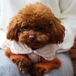 May include: A small, brown poodle wearing a tan and orange outfit. The dog is sitting on a person's lap, with the outfit covering its chest and front legs. The poodle has curly fur and a sweet expression.