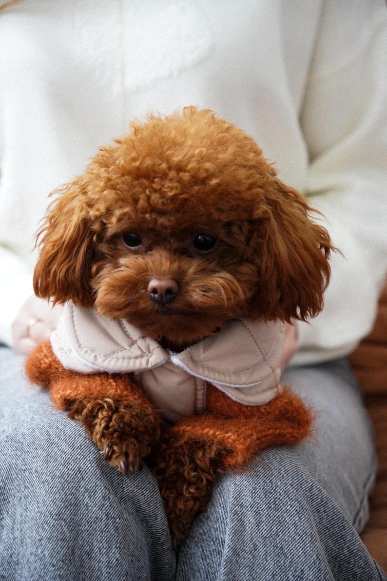 May include: A small, brown poodle wearing a tan and orange outfit. The dog is sitting on a person's lap, with the outfit covering its chest and front legs. The poodle has curly fur and a sweet expression.