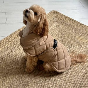 May include: A small, light brown dog wearing a tan quilted dog coat with a black buckle closure. The dog is sitting on a woven jute rug, looking upwards. The coat has a diamond pattern.