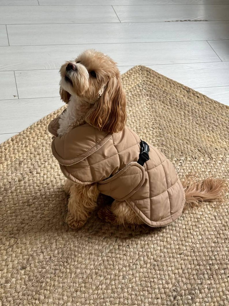 May include: A small, light brown dog wearing a tan quilted dog coat with a black buckle closure. The dog is sitting on a woven jute rug, looking upwards. The coat has a diamond pattern.