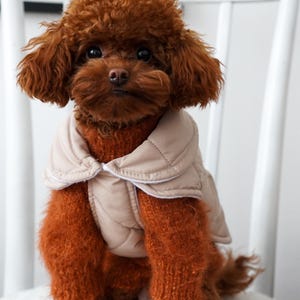 May include: A small, brown poodle wearing a beige quilted vest and matching leg warmers. The dog is sitting on a white chair, looking directly at the camera. The dog's fur is a rich, reddish-brown color.
