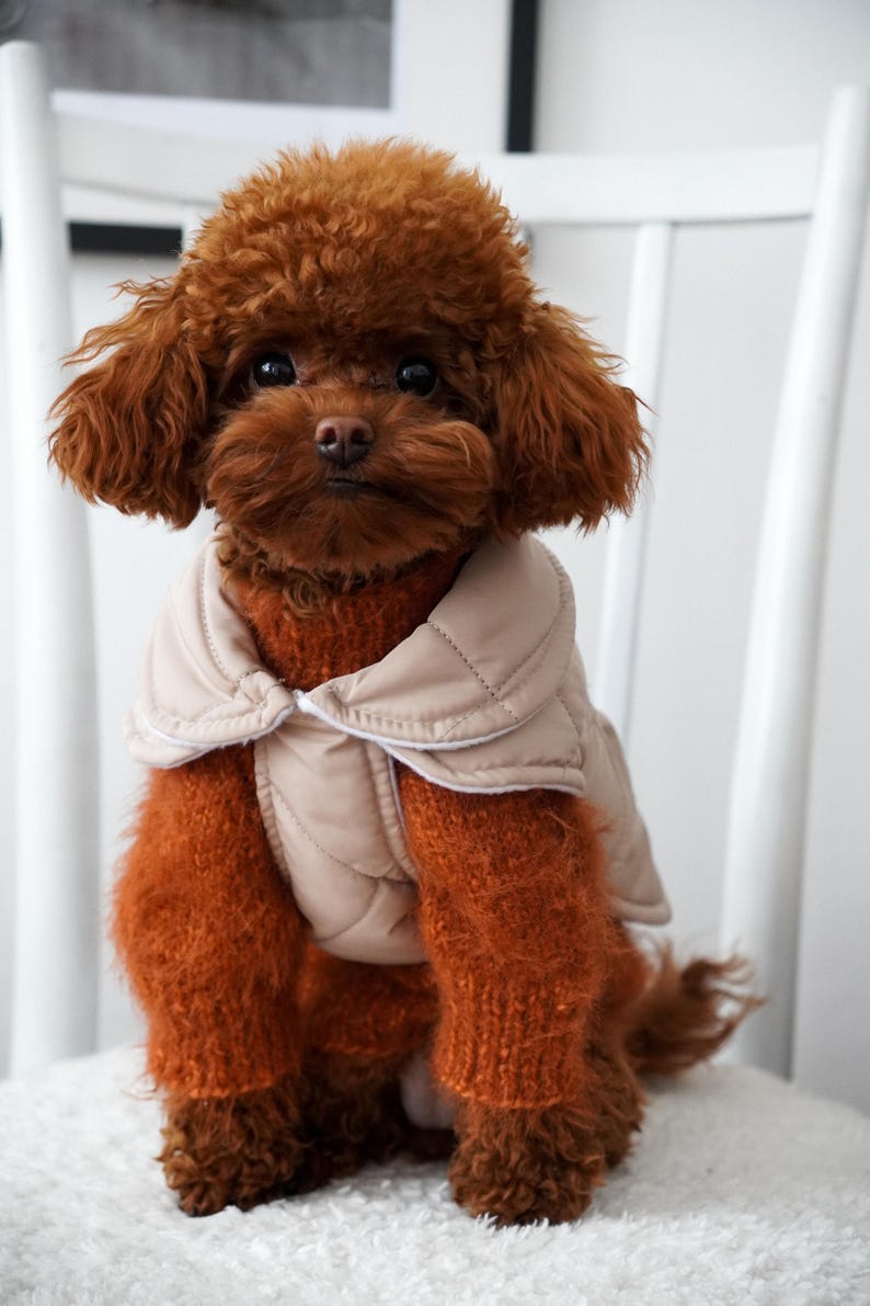 May include: A small, brown poodle wearing a beige quilted vest and matching leg warmers. The dog is sitting on a white chair, looking directly at the camera. The dog's fur is a rich, reddish-brown color.