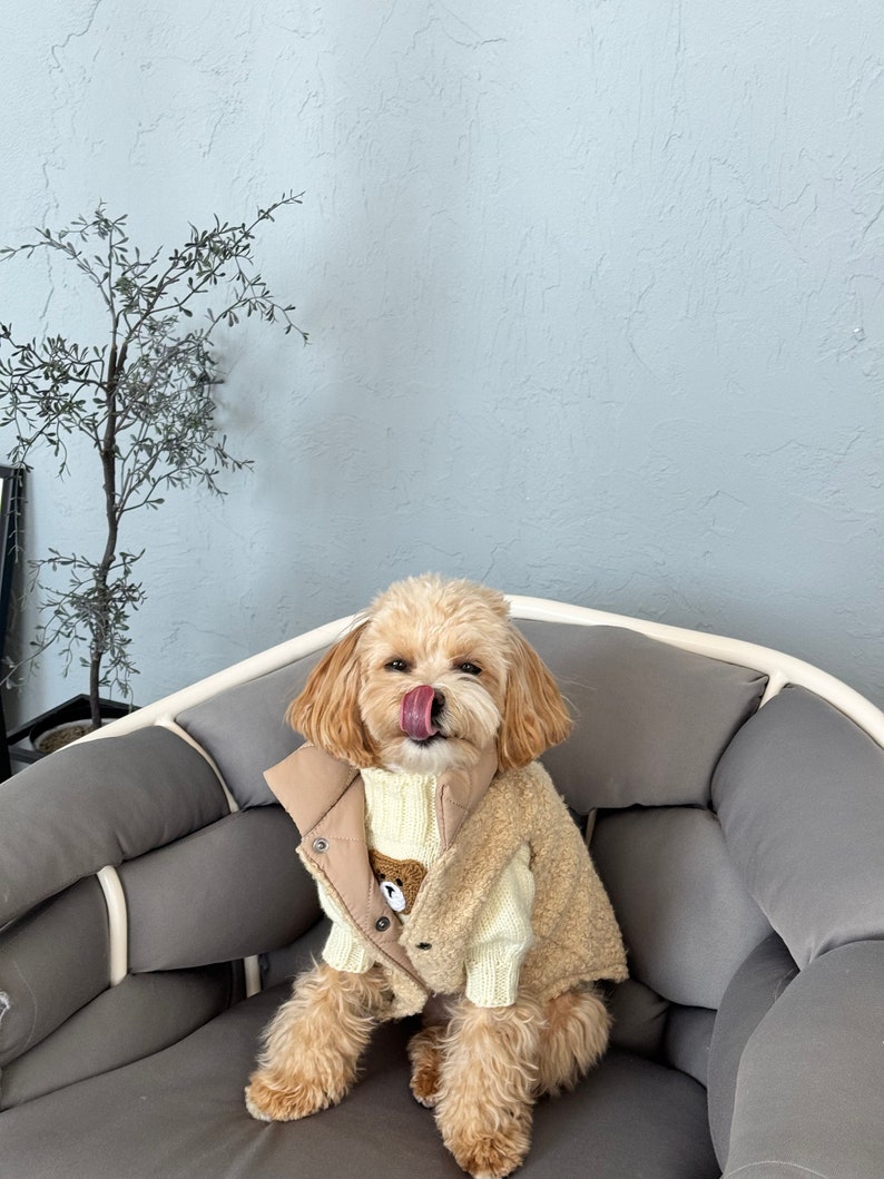 Puede incluir: Un perro peque&ntilde;o, de color marr&oacute;n claro, que lleva un chaleco beige de osito de peluche sobre un su&eacute;ter color crema con un dise&ntilde;o de oso. El perro est&aacute; sentado en un coj&iacute;n gris, con la lengua fuera. El chaleco tiene cierre de bot&oacute;n.