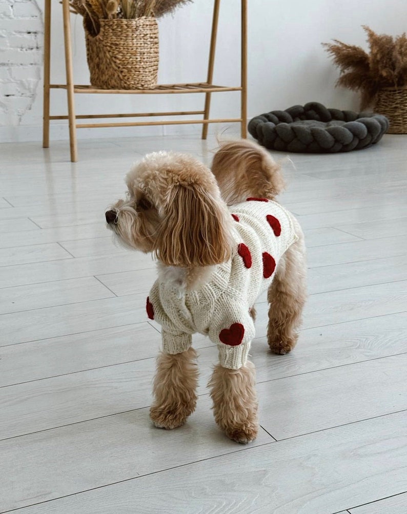 May include: A small, light brown dog wearing a cream-colored cable-knit sweater with large red heart appliqu&eacute;s. The dog is standing on a light-colored wooden floor. The sweater covers the dog's torso and front legs.