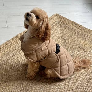 Puede incluir: Un perro pequeño, marrón claro, que lleva un abrigo acolchado beige con un cierre de hebilla negro. El perro está sentado sobre una alfombra tejida beige y mirando hacia arriba. El abrigo tiene un patrón de diamantes.