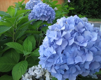 Hydrangea azul