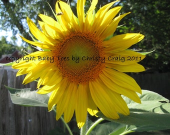 Summer Sunflower