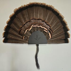 May include: A brown turkey tail fan mounted on a black wooden base with a carved turkey foot design. The tail feathers are fanned out in a semi-circle shape.