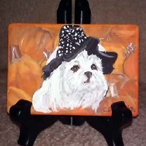 May include: A white Maltese dog wearing a black hat with white polka dots, sitting in a pile of orange pumpkins. The dog is looking directly at the viewer.