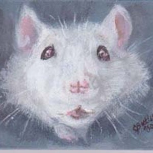 Blanc aimant Rat, 2 x 3 petit portrait, aceo aimant, cartes à collectionner art, petite art, rat, art collection, portrait de rat