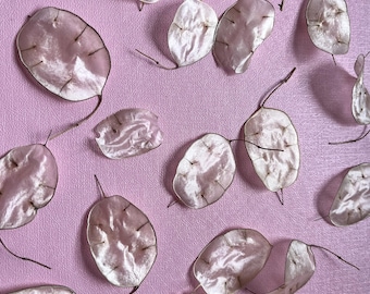 Lunaria Silver Dollar Pods, Honigpflanze zum Basteln, aus Pennsylvania gewachsen (20 Stück)