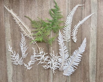 5 Sortierte Terrarium Geeignete Farne - Etsy.de