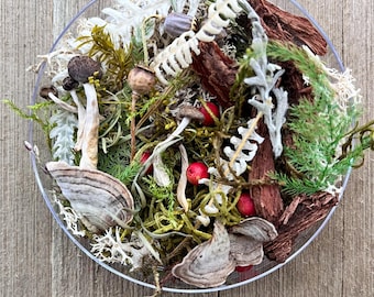 Kit inicial de 30 peças para jardim de fadas e terrário, paisagem em miniatura, musgo, cogumelos secos, casca de árvore, tamanho pequeno, musgo de rena, líquen.