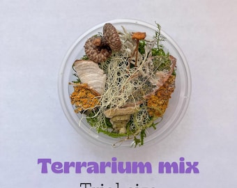 Mezcla de prueba para terrarios en miniatura de hongos y líquenes amarillos (15 piezas) para jardines de hadas y terrarios.