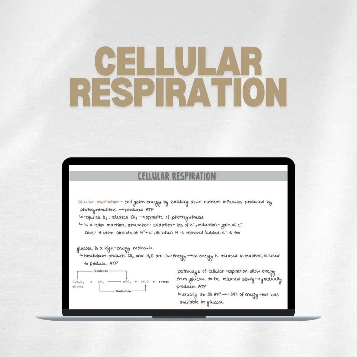 Cellular Respiration Study Notes for Introductory Biology handwritten ...