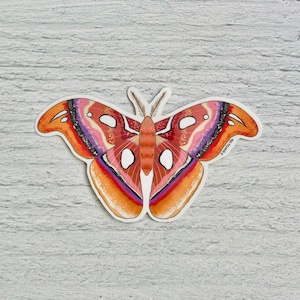 Brown Moth Sticker | Butterfly Moth Decal