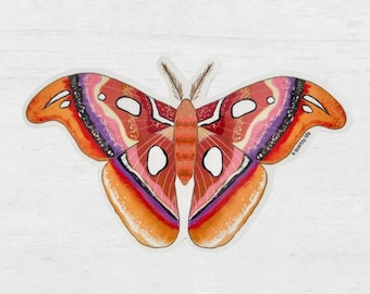 Adesivo falena marrone / decalcomania falena farfalla