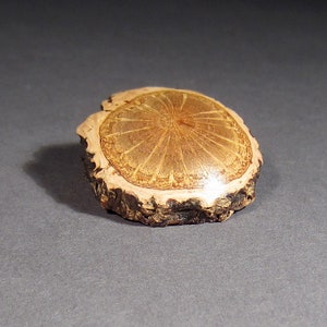 Cork Oak Button