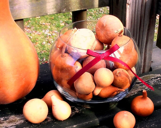 Gourds Craft Ready Mini Box of 50 Cleaned Fall Weddings Etsy