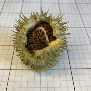May include: A close-up of a seed pod, showcasing its spiky, green exterior and a cluster of brown seeds within. The pod is partially open, revealing the seeds. The background is a grid pattern.