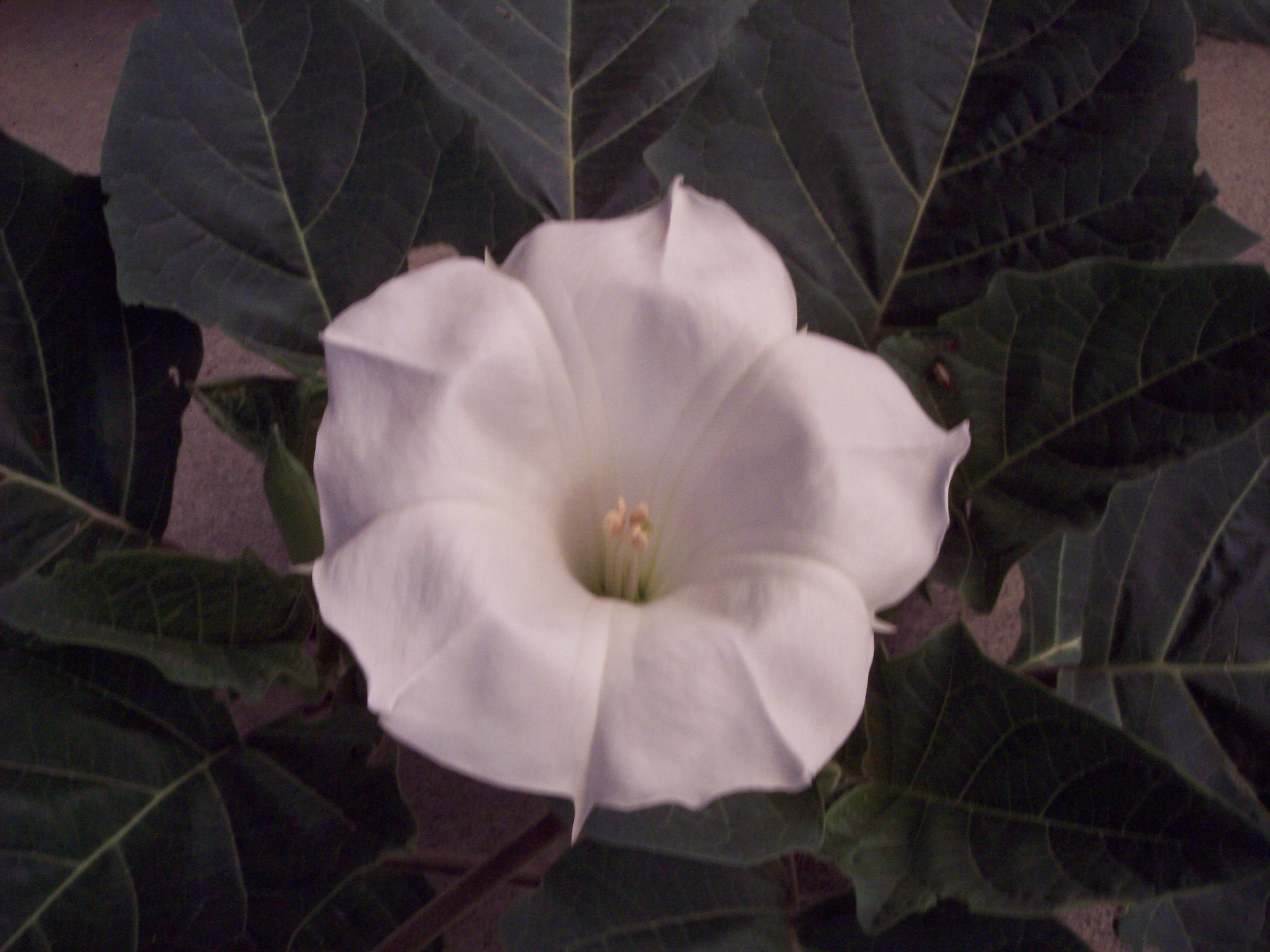Datura (Jimsonweed) - FSUS, image size:2856x2142