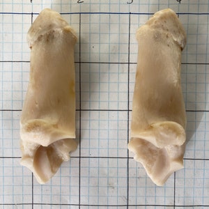 Deer Hock Bones Lot Set of 2 Calcaneus Hind Leg Montana Wildlife Whitetailed DoeTaxidermy Nature Clean Prop Art Craft Supply
