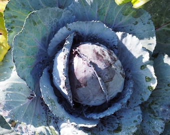 Cabbage