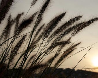 Sea Grasses