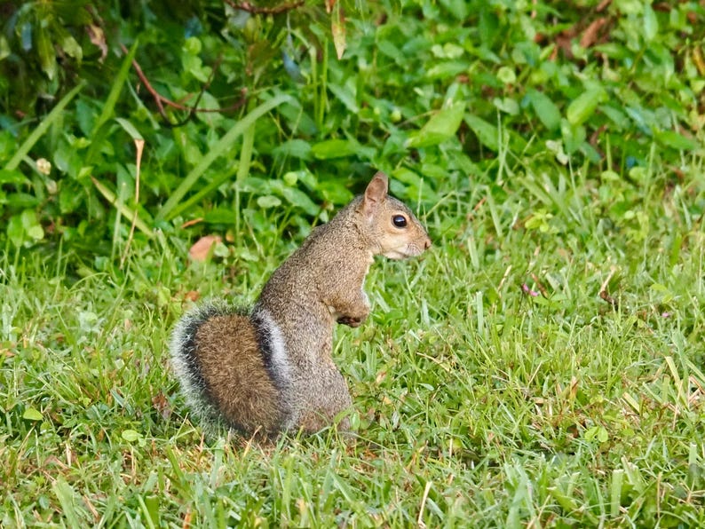 May include: A gray squirrel with a bushy tail sits in a patch of green grass.